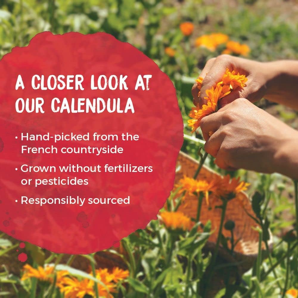 Boiron Calendula Cream for Relief from Rashes, Skin Irritations, Razor Burn, Insect Bites, or Sunburns - Non-Greasy and Fragrance-Free - 5 oz (2 Pack of 2.5 oz)