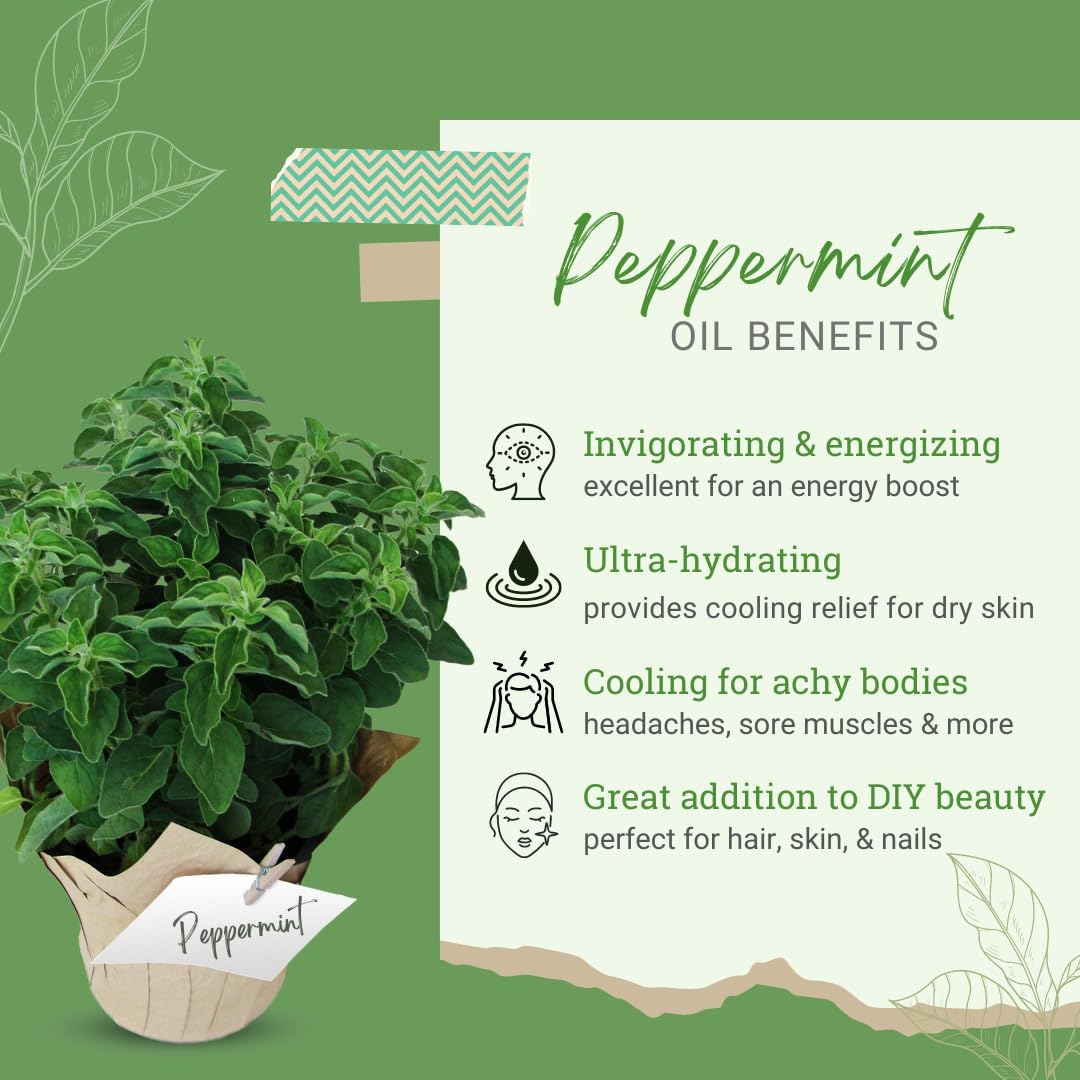16 fl oz - Peppermint Essential Oil (Mentha piperita) - 100% Pure & Uncut - Aluminum Bottle - GreenHealth