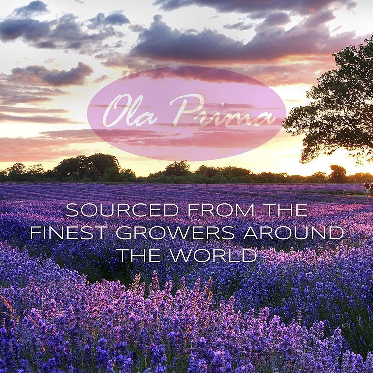 Ola Prima 4 oz Lavender Essential Oil for Diffuser, Soap, Candle Making, and Aromatherapy