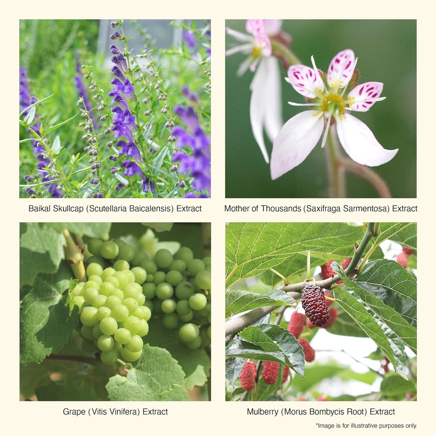 iroha Intimate Care-PH Balanced Daily Feminine Wash-Plant Based Vulva Hygiene-Moisturizing Natural Essential Oils-Refreshing Long Lasting Bergamot & Bitter Orange Scent, Made in Japan, 5 fl