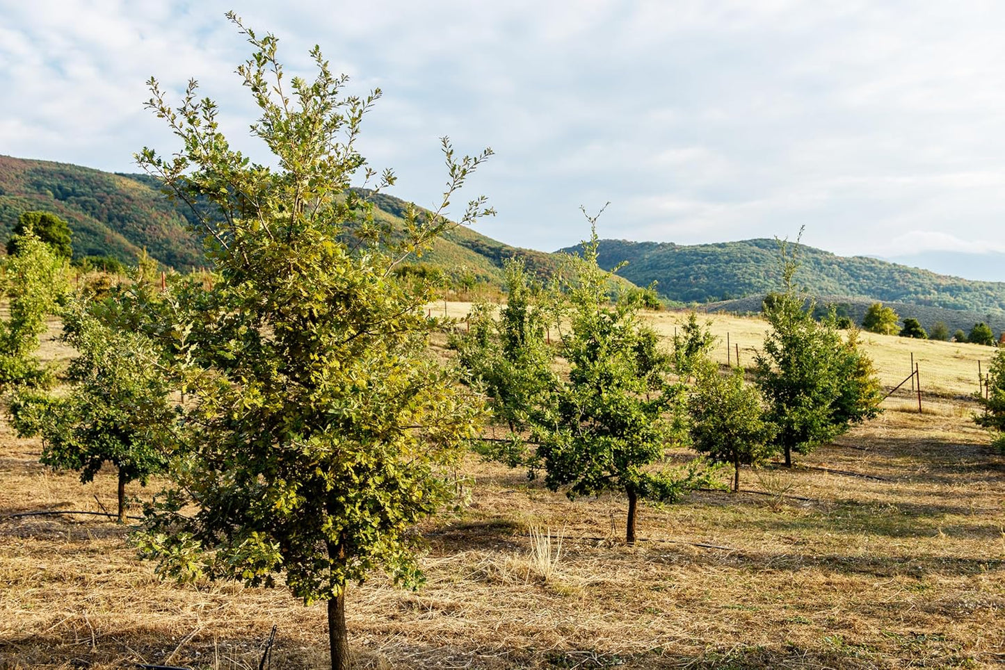 Dryas White Truffle Oil | Made from Wild Greek Truffles and Greek Extra Virgin Olive Oil | Harvested by Our Trained Dogs in the Mountain Forests of Northern Greece