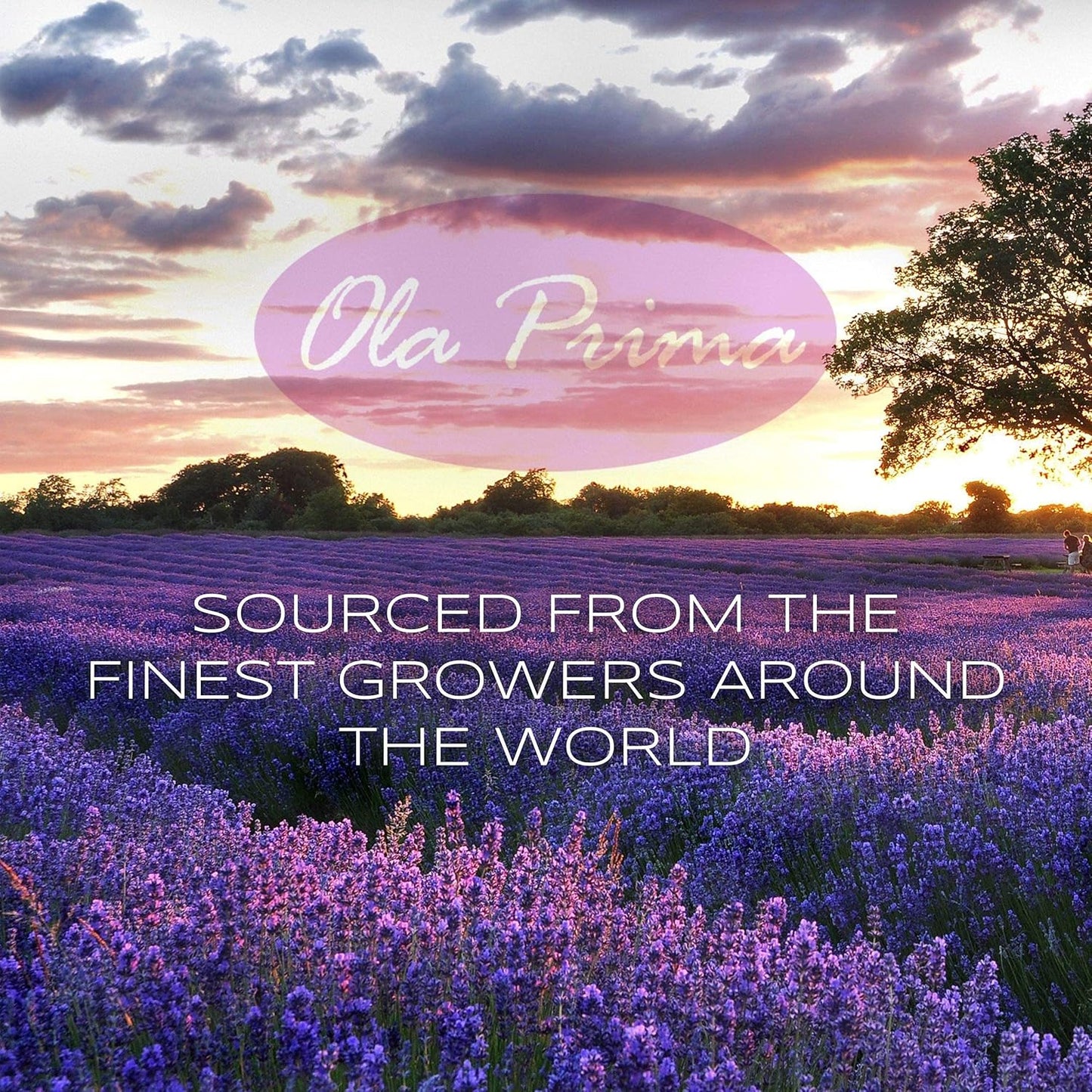 Ola Prima Rose Geranium Essential Oil - Premium Grade for Aromatherapy, Diffuser, Candle & Soap Making, Dropper - 4 fl oz - Rose Geranium - Rose Oil for Candle Making