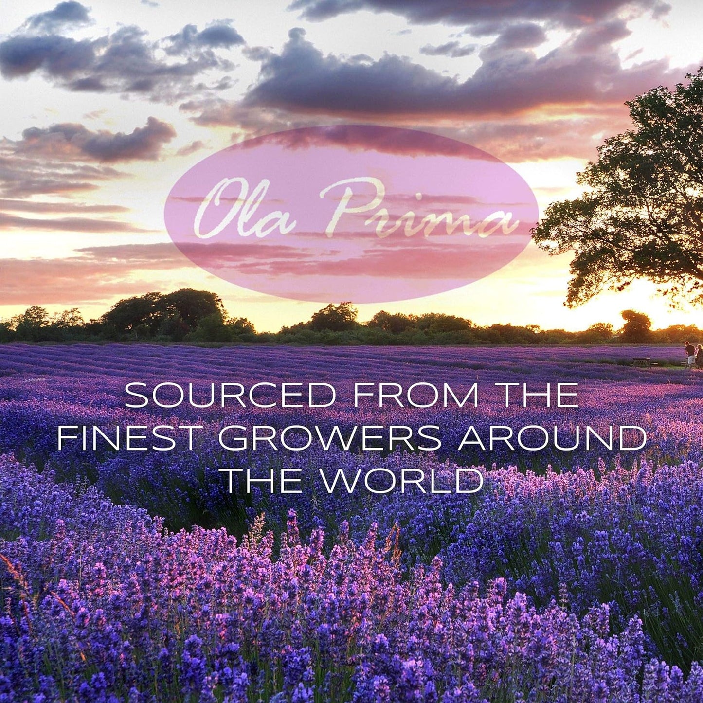 Ola Prima Rose Geranium Essential Oil Pure Therapeutic Grade for Aromatherapy Diffuser, Relaxation & Skincare (16oz Bulk)