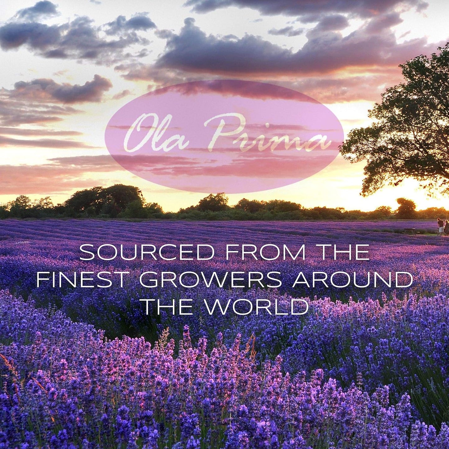 Ola Prima Vanilla Essential Oil 8oz Therapeutic for Aromatherapy - 8 Fluid Ounces